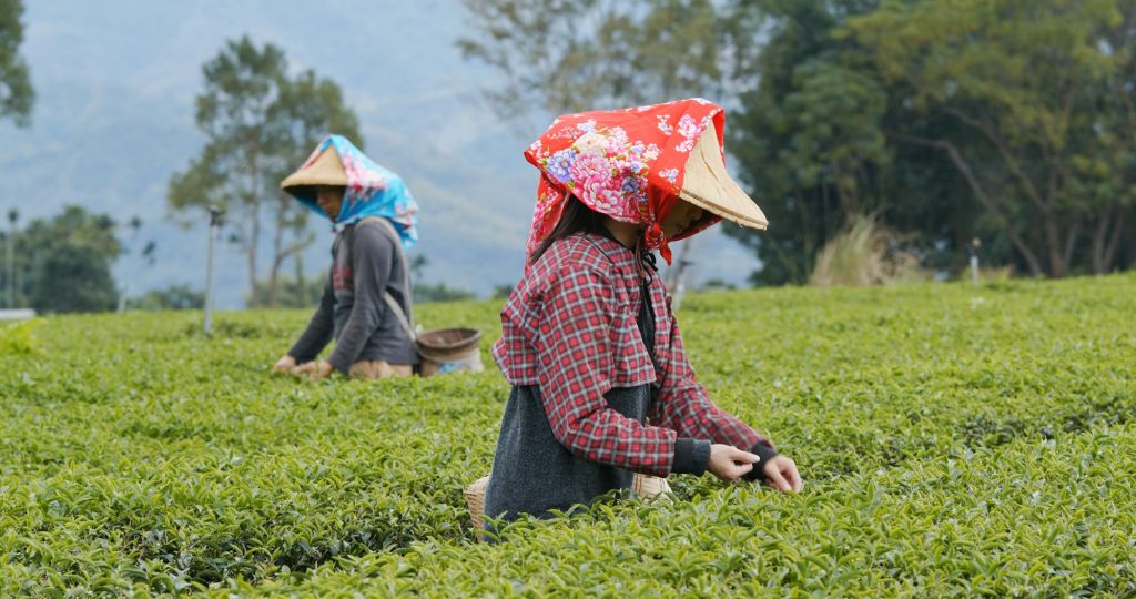 People work in the tea farm